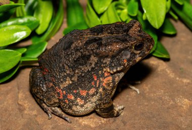 Afrika kurbağası olarak da bilinen güzel bir gırtlak kurbağası (Sclerophrys gutturalis), Güney Afrika 'da, KwaZulu-Natal' da,