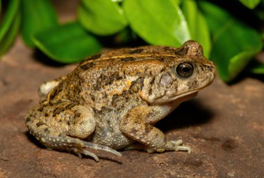 Afrika kurbağası olarak da bilinen güzel bir gırtlak kurbağası (Sclerophrys gutturalis), Güney Afrika 'da, KwaZulu-Natal' da,