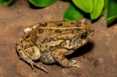 Afrika kurbağası olarak da bilinen güzel bir gırtlak kurbağası (Sclerophrys gutturalis), Güney Afrika 'da, KwaZulu-Natal' da,