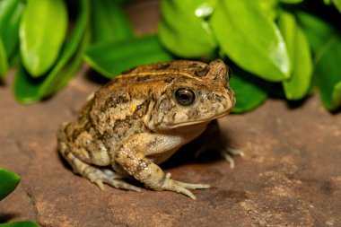 Afrika kurbağası olarak da bilinen güzel bir gırtlak kurbağası (Sclerophrys gutturalis), Güney Afrika 'da, KwaZulu-Natal' da,