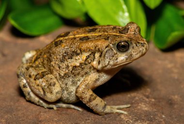 Afrika kurbağası olarak da bilinen güzel bir gırtlak kurbağası (Sclerophrys gutturalis), Güney Afrika 'da, KwaZulu-Natal' da,