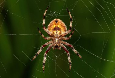 KwaZulu-Natal, Güney Afrika 'da ağındaki güzel kıllı bir örümcektir (Neoscona sp).