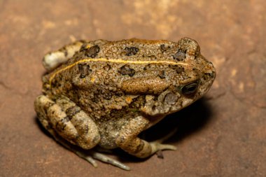 Afrika kurbağası olarak da bilinen güzel bir gırtlak kurbağası (Sclerophrys gutturalis), Güney Afrika 'da, KwaZulu-Natal' da,