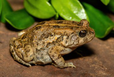 Afrika kurbağası olarak da bilinen güzel bir gırtlak kurbağası (Sclerophrys gutturalis), Güney Afrika 'da, KwaZulu-Natal' da,