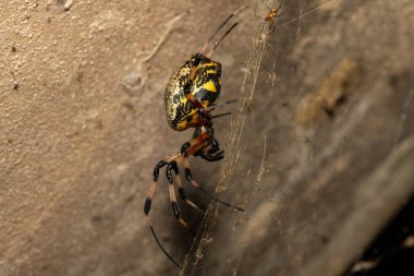 Güney Afrika 'nın KwaZulu-Natal kentinde sıcak bir yaz akşamı ağındaki dişi ve erkek bir Afrika keşiş örümceği (Nephilingis cruentata).