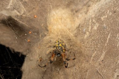 Güney Afrika 'nın KwaZulu-Natal kentindeki bir duvarda güzel bir Afrika Keşiş Örümceği (Nephilingis cruentata) ağ tünelinde