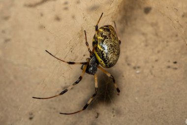 Güzel bir Afrika münzevi örümceği (Nephilingis cruentata), Güney Afrika 'nın KwaZulu-Natal kentinde sıcak bir yaz akşamında ağında