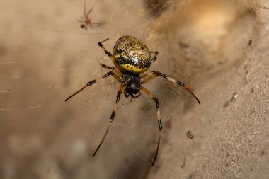 Güney Afrika 'nın KwaZulu-Natal kentinde sıcak bir yaz akşamı ağındaki dişi ve erkek bir Afrika keşiş örümceği (Nephilingis cruentata).