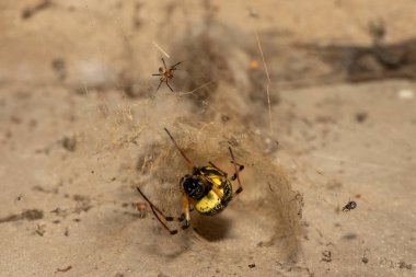 Güney Afrika 'nın KwaZulu-Natal kentindeki bir duvarda güzel bir Afrika Keşiş Örümceği (Nephilingis cruentata) ağ tünelinde