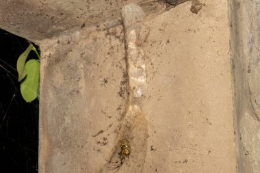 Güney Afrika 'nın KwaZulu-Natal kentindeki bir duvarda güzel bir Afrika Keşiş Örümceği (Nephilingis cruentata) ağ tünelinde