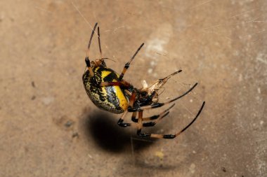 Güney Afrika 'nın KwaZulu-Natal kentinde sıcak bir yaz akşamı ağındaki dişi ve erkek bir Afrika keşiş örümceği (Nephilingis cruentata).