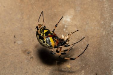 Güney Afrika 'nın KwaZulu-Natal kentinde sıcak bir yaz akşamı ağındaki dişi ve erkek bir Afrika keşiş örümceği (Nephilingis cruentata).