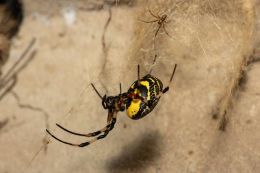 Güney Afrika 'nın KwaZulu-Natal kentinde sıcak bir yaz akşamı ağındaki dişi ve erkek bir Afrika keşiş örümceği (Nephilingis cruentata).