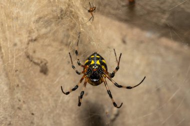 Güney Afrika 'nın KwaZulu-Natal kentinde sıcak bir yaz akşamı ağındaki dişi ve erkek bir Afrika keşiş örümceği (Nephilingis cruentata).
