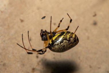 Güzel bir Afrika münzevi örümceği (Nephilingis cruentata), Güney Afrika 'nın KwaZulu-Natal kentinde sıcak bir yaz akşamında ağında
