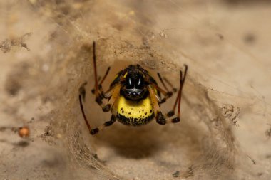 Güney Afrika 'nın KwaZulu-Natal kentindeki bir duvarda güzel bir Afrika Keşiş Örümceği (Nephilingis cruentata) ağ tünelinde