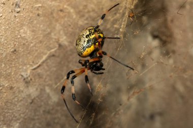Güney Afrika 'nın KwaZulu-Natal kentinde sıcak bir yaz akşamı ağındaki dişi ve erkek bir Afrika keşiş örümceği (Nephilingis cruentata).