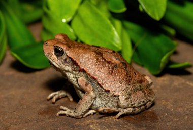 Güzel bir Afrika kırmızı kurbağası (Schismaderma carens), Güney Afrika 'nın KwaZulu-Natal kentindeki vahşi doğada, bir Afrika kurbağası olarak da bilinir.