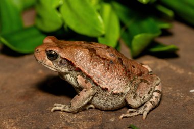 Güzel bir Afrika kırmızı kurbağası (Schismaderma carens), Güney Afrika 'nın KwaZulu-Natal kentindeki vahşi doğada, bir Afrika kurbağası olarak da bilinir.