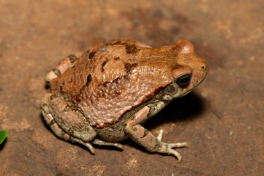 Güzel bir Afrika kırmızı kurbağası (Schismaderma carens), Güney Afrika 'nın KwaZulu-Natal kentindeki vahşi doğada, bir Afrika kurbağası olarak da bilinir.