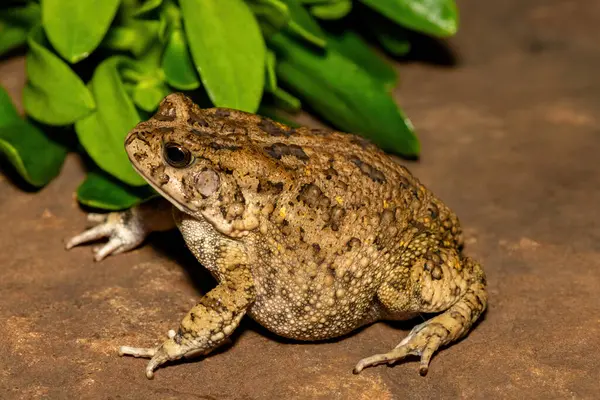 Afrika kurbağası olarak da bilinen güzel bir gırtlak kurbağası (Sclerophrys gutturalis), Güney Afrika 'da, KwaZulu-Natal' da,
