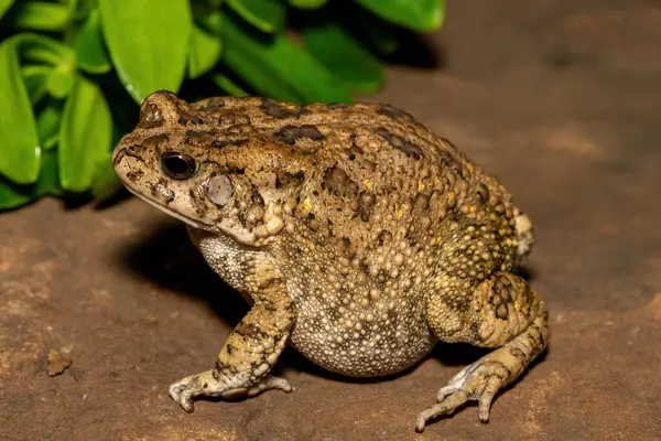 Afrika kurbağası olarak da bilinen güzel bir gırtlak kurbağası (Sclerophrys gutturalis), Güney Afrika 'da, KwaZulu-Natal' da,