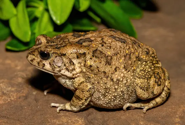 Afrika kurbağası olarak da bilinen güzel bir gırtlak kurbağası (Sclerophrys gutturalis), Güney Afrika 'da, KwaZulu-Natal' da,
