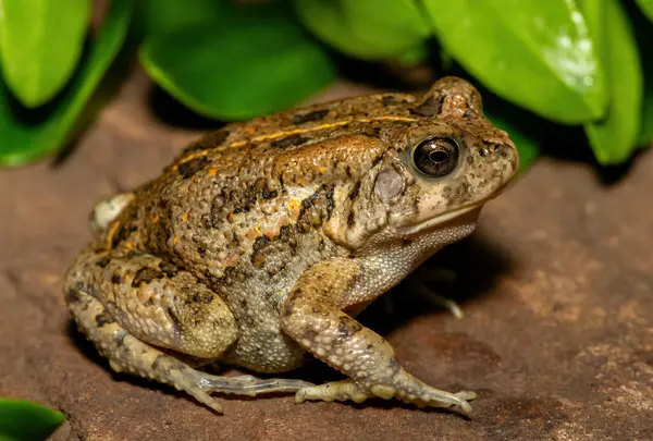 Afrika kurbağası olarak da bilinen güzel bir gırtlak kurbağası (Sclerophrys gutturalis), Güney Afrika 'da, KwaZulu-Natal' da,
