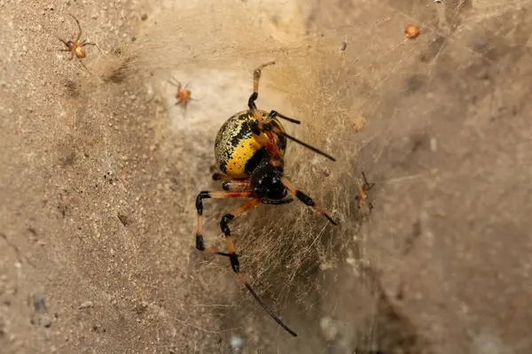 Güney Afrika 'nın KwaZulu-Natal kentindeki bir duvarda güzel bir Afrika Keşiş Örümceği (Nephilingis cruentata) ağ tünelinde