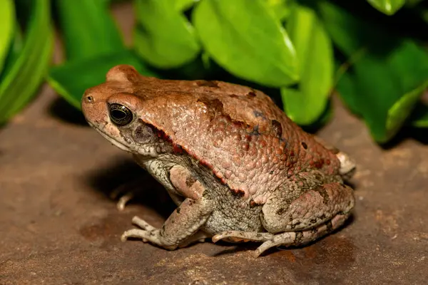 Güzel bir Afrika kırmızı kurbağası (Schismaderma carens), Güney Afrika 'nın KwaZulu-Natal kentindeki vahşi doğada, bir Afrika kurbağası olarak da bilinir.