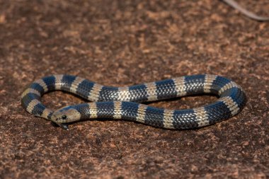 Güzel ama zehirli bir genç olan Sundevall 'ın jartiyer yılanına (Elapsoidea sundevallii sundevallii olarak da bilinir) yakın plan, Güney Afrika' nın KwaZulu-Natal kentindeki vahşi doğada