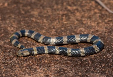 Güzel ama zehirli bir genç olan Sundevall 'ın jartiyer yılanına (Elapsoidea sundevallii sundevallii olarak da bilinir) yakın plan, Güney Afrika' nın KwaZulu-Natal kentindeki vahşi doğada