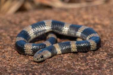Güzel ama zehirli bir genç olan Sundevall 'ın jartiyer yılanına (Elapsoidea sundevallii sundevallii olarak da bilinir) yakın plan, Güney Afrika' nın KwaZulu-Natal kentindeki vahşi doğada