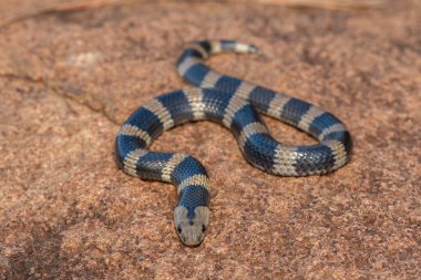 Güzel ama zehirli bir genç olan Sundevall 'ın jartiyer yılanına (Elapsoidea sundevallii sundevallii olarak da bilinir) yakın plan, Güney Afrika' nın KwaZulu-Natal kentindeki vahşi doğada