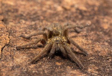 Güzel bir Highveld Babun Örümceği (Harpactira hamiltoni), Hamilton 'un Yıldız patlamalı Babun Örümceği olarak da bilinir, Güney Afrika, KwaZulu-Natal' da kayalık bir çayırda bulundu.