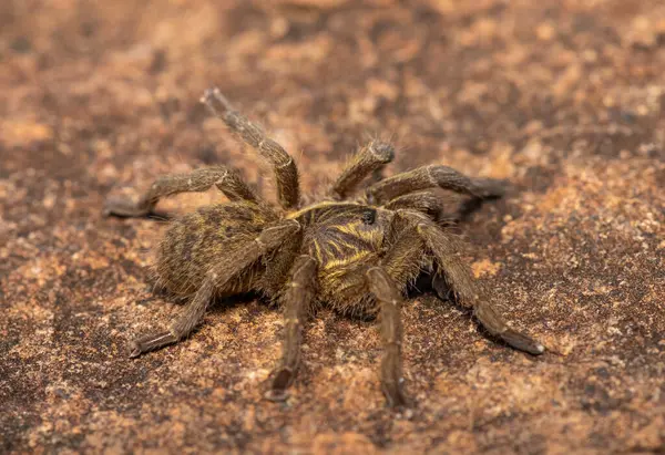 Güzel bir Highveld Babun Örümceği (Harpactira hamiltoni), Hamilton 'un Yıldız patlamalı Babun Örümceği olarak da bilinir, Güney Afrika, KwaZulu-Natal' da kayalık bir çayırda bulundu.