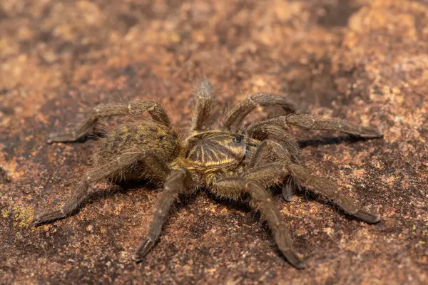 Güzel bir Highveld Babun Örümceği (Harpactira hamiltoni), Hamilton 'un Yıldız patlamalı Babun Örümceği olarak da bilinir, Güney Afrika, KwaZulu-Natal' da kayalık bir çayırda bulundu.