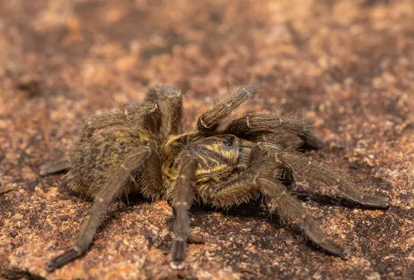 Güzel bir Highveld Babun Örümceği (Harpactira hamiltoni), Hamilton 'un Yıldız patlamalı Babun Örümceği olarak da bilinir, Güney Afrika, KwaZulu-Natal' da kayalık bir çayırda bulundu.