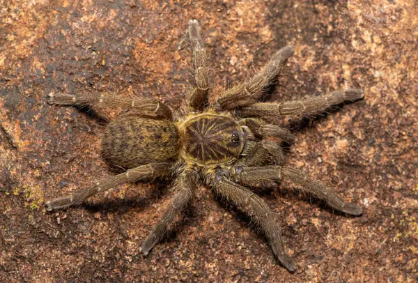 Güzel bir Highveld Babun Örümceği (Harpactira hamiltoni), Hamilton 'un Yıldız patlamalı Babun Örümceği olarak da bilinir, Güney Afrika, KwaZulu-Natal' da kayalık bir çayırda bulundu.