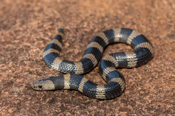 Güzel ama zehirli bir genç olan Sundevall 'ın jartiyer yılanına (Elapsoidea sundevallii sundevallii olarak da bilinir) yakın plan, Güney Afrika' nın KwaZulu-Natal kentindeki vahşi doğada