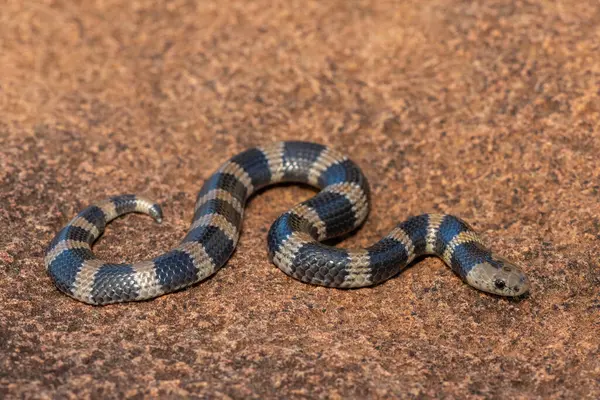 Güzel ama zehirli bir genç olan Sundevall 'ın jartiyer yılanına (Elapsoidea sundevallii sundevallii olarak da bilinir) yakın plan, Güney Afrika' nın KwaZulu-Natal kentindeki vahşi doğada