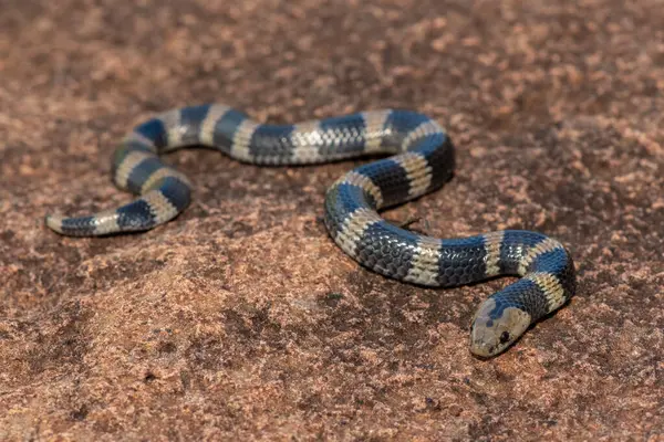 Güzel ama zehirli bir genç olan Sundevall 'ın jartiyer yılanına (Elapsoidea sundevallii sundevallii olarak da bilinir) yakın plan, Güney Afrika' nın KwaZulu-Natal kentindeki vahşi doğada
