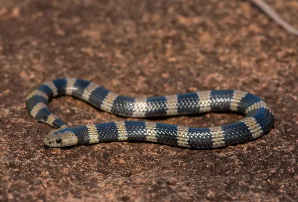 Güzel ama zehirli bir genç olan Sundevall 'ın jartiyer yılanına (Elapsoidea sundevallii sundevallii olarak da bilinir) yakın plan, Güney Afrika' nın KwaZulu-Natal kentindeki vahşi doğada