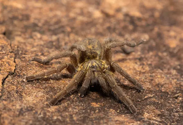Güzel bir Highveld Babun Örümceği (Harpactira hamiltoni), Hamilton 'un Yıldız patlamalı Babun Örümceği olarak da bilinir, Güney Afrika, KwaZulu-Natal' da kayalık bir çayırda bulundu.