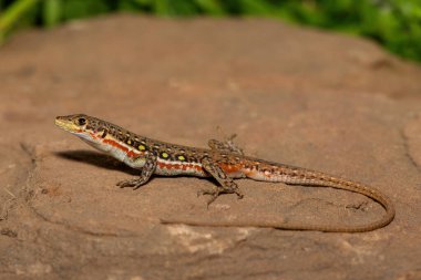 A beautiful common sand lizard (Pedioplanis lineoocellata), also known as the ocellated sand lizard, and the spotted sand lizard, in the wild in the Eastern Cape, South Africa
