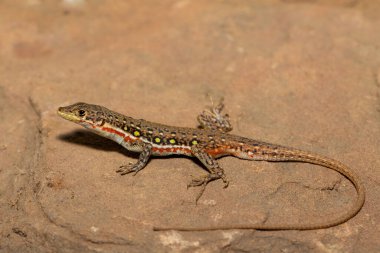 A beautiful common sand lizard (Pedioplanis lineoocellata), also known as the ocellated sand lizard, and the spotted sand lizard, in the wild in the Eastern Cape, South Africa