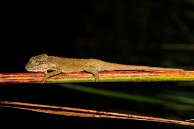 Güzel bir Midlands Cüce Bukalemun Kompleksi (Complex Bradypodion melanocephalum), Güney Afrika 'nın KwaZulu-Natal kentinde yağmurlu bir akşamda kamuflajını sergiler.