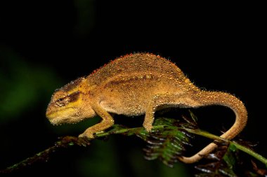 Güzel bir Midlands Cüce Bukalemun Kompleksi (Complex Bradypodion melanocephalum), Güney Afrika 'nın KwaZulu-Natal kentinde yağmurlu bir akşamda kamuflajını sergiler.