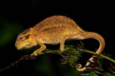Güzel bir Midlands Cüce Bukalemun Kompleksi (Complex Bradypodion melanocephalum), Güney Afrika 'nın KwaZulu-Natal kentinde yağmurlu bir akşamda kamuflajını sergiler.
