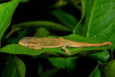 Güzel bir Midlands Cüce Bukalemun Kompleksi (Complex Bradypodion melanocephalum), Güney Afrika 'nın KwaZulu-Natal kentinde yağmurlu bir akşamda kamuflajını sergiler.